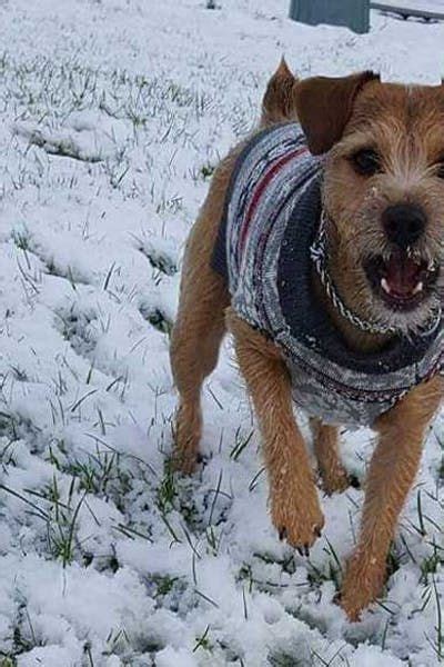 patorjack|Patterjack Information & Dog Breed Facts .
